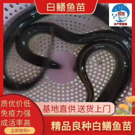 广州鳗鱼苗，热销中，支持线上交易，支持现场看货。