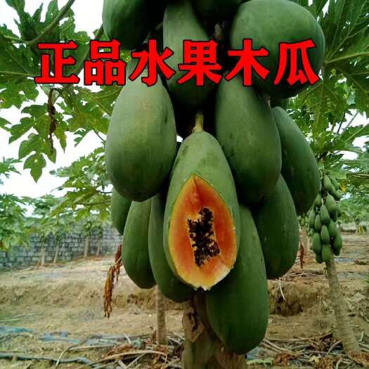 灵山县红心木瓜苗  大青红肉水果木瓜苗 果肉红色清甜口感好产量高 包邮