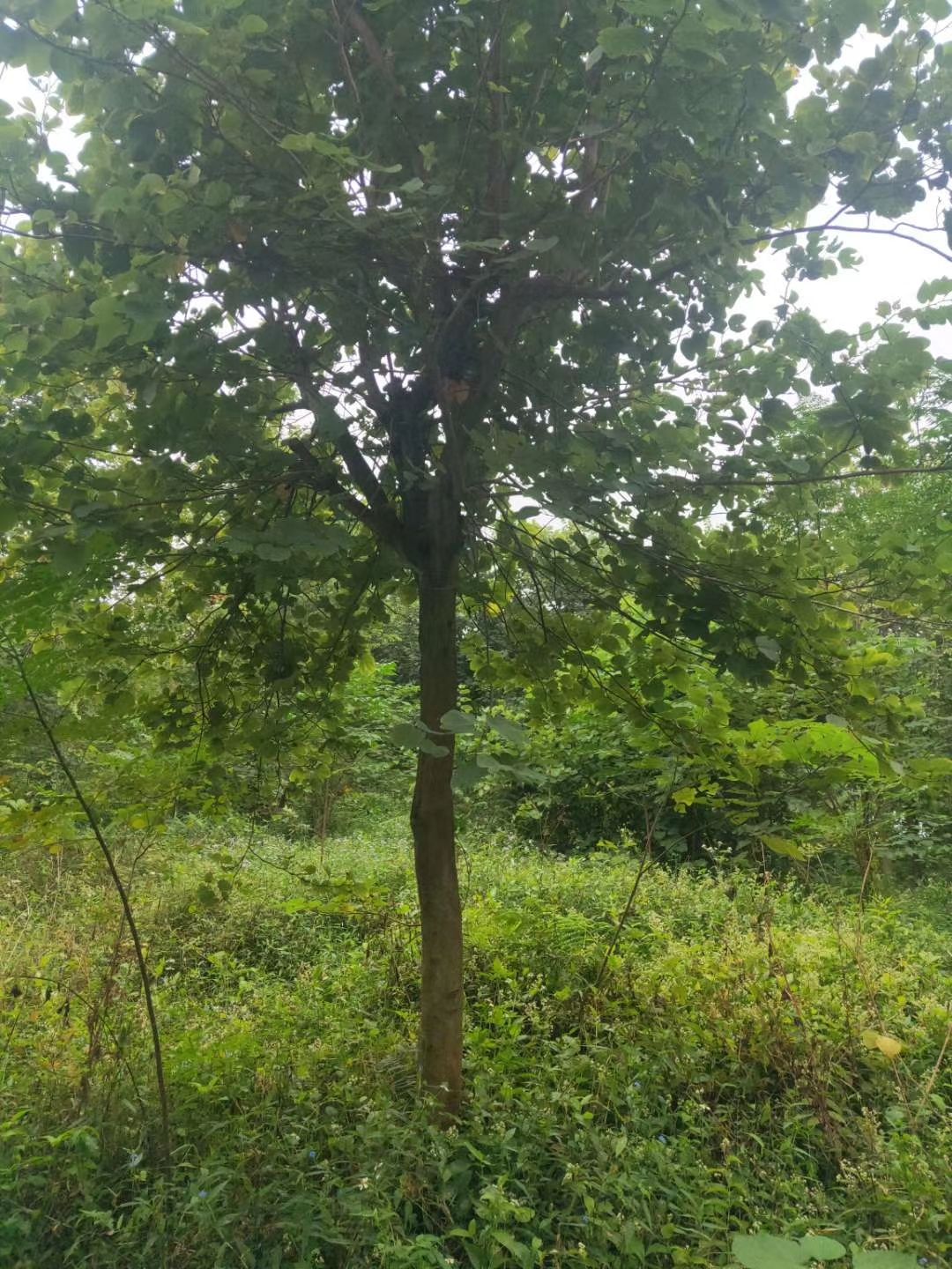 宫粉紫荆树  宫粉洋紫荆大量现货供应