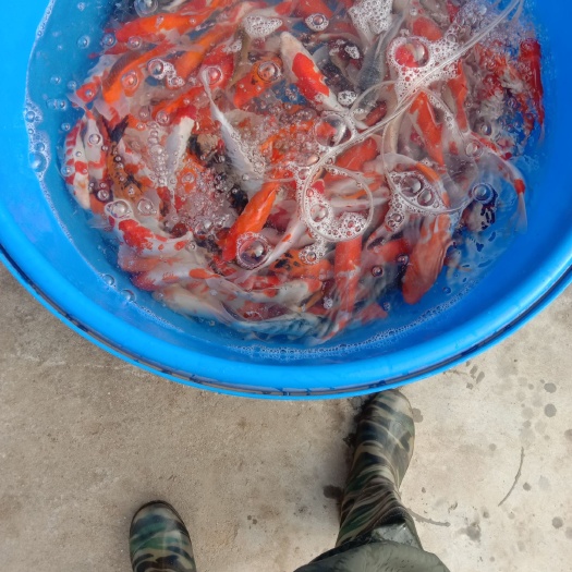 锦鲫 种鱼是板井，此鱼为子一代自家产血统好。