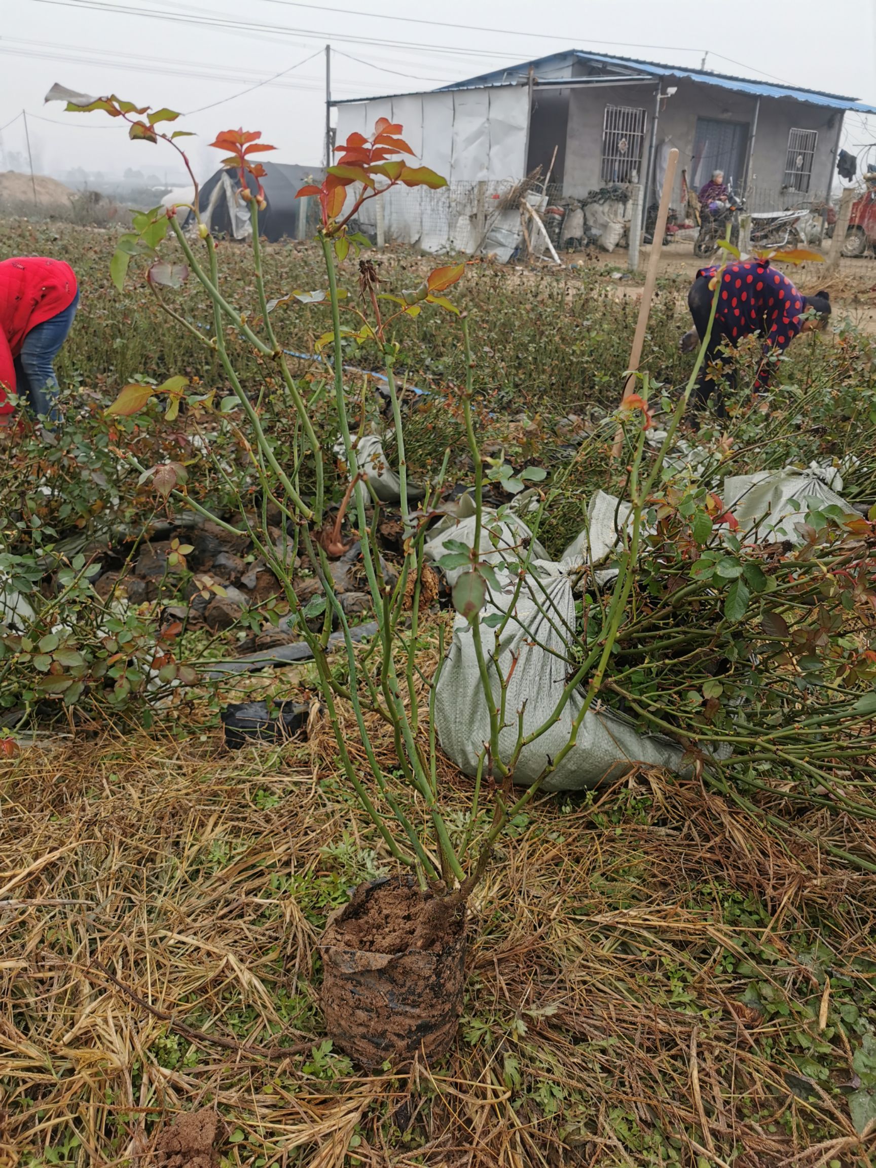 大花月季月季豐花月季基地自產自銷質優(yōu)價廉