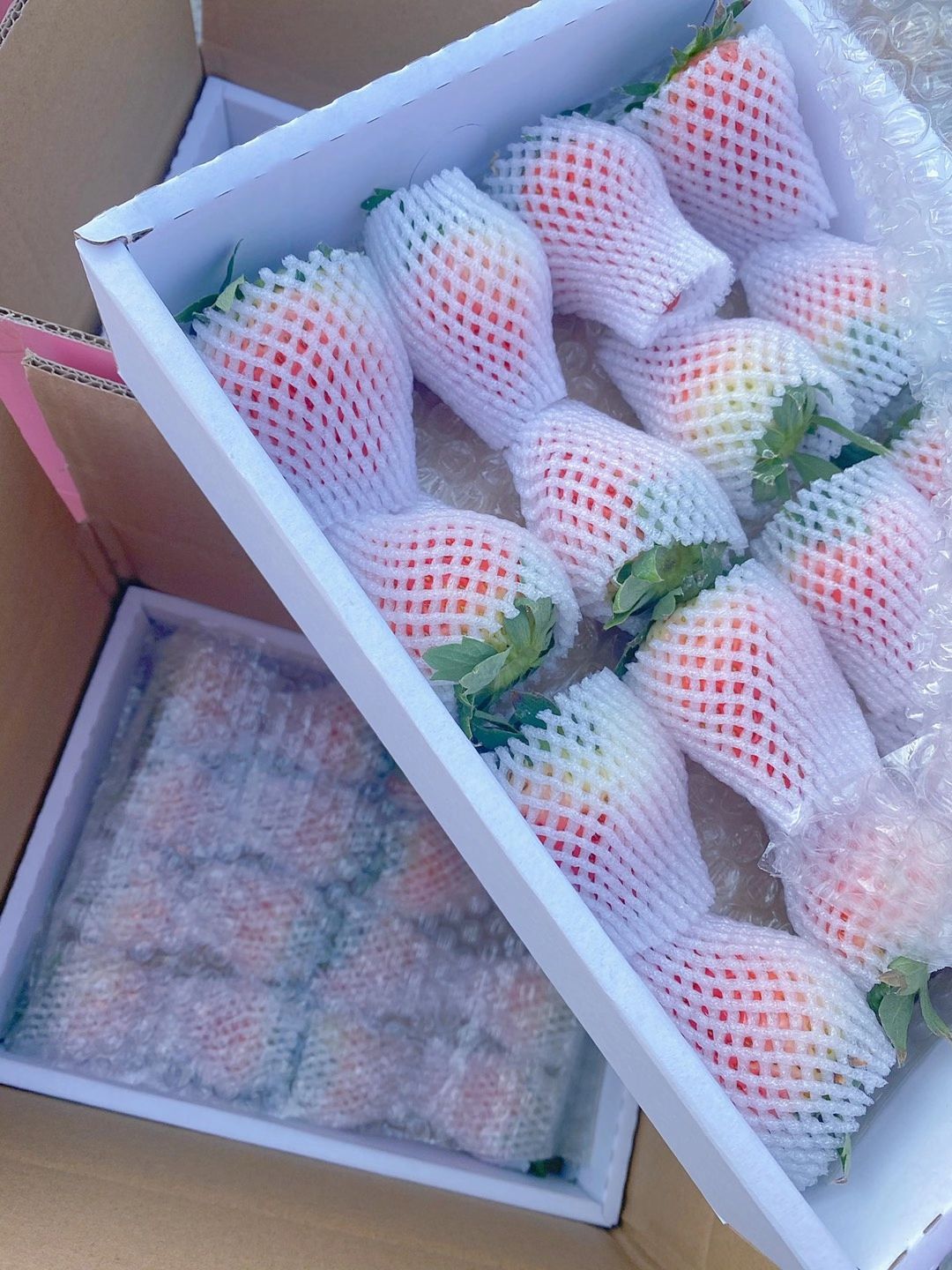 红颜草莓  周小弟红颜