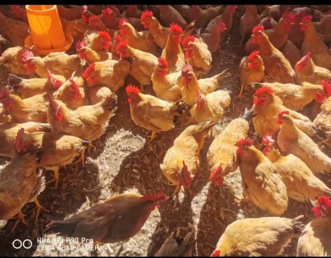  广州桂林土二公母鸡，75天以上，一年四季供应