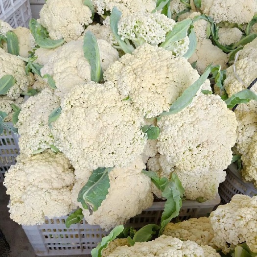 惠州白面青梗紧花  青梗白面小米有机菜花