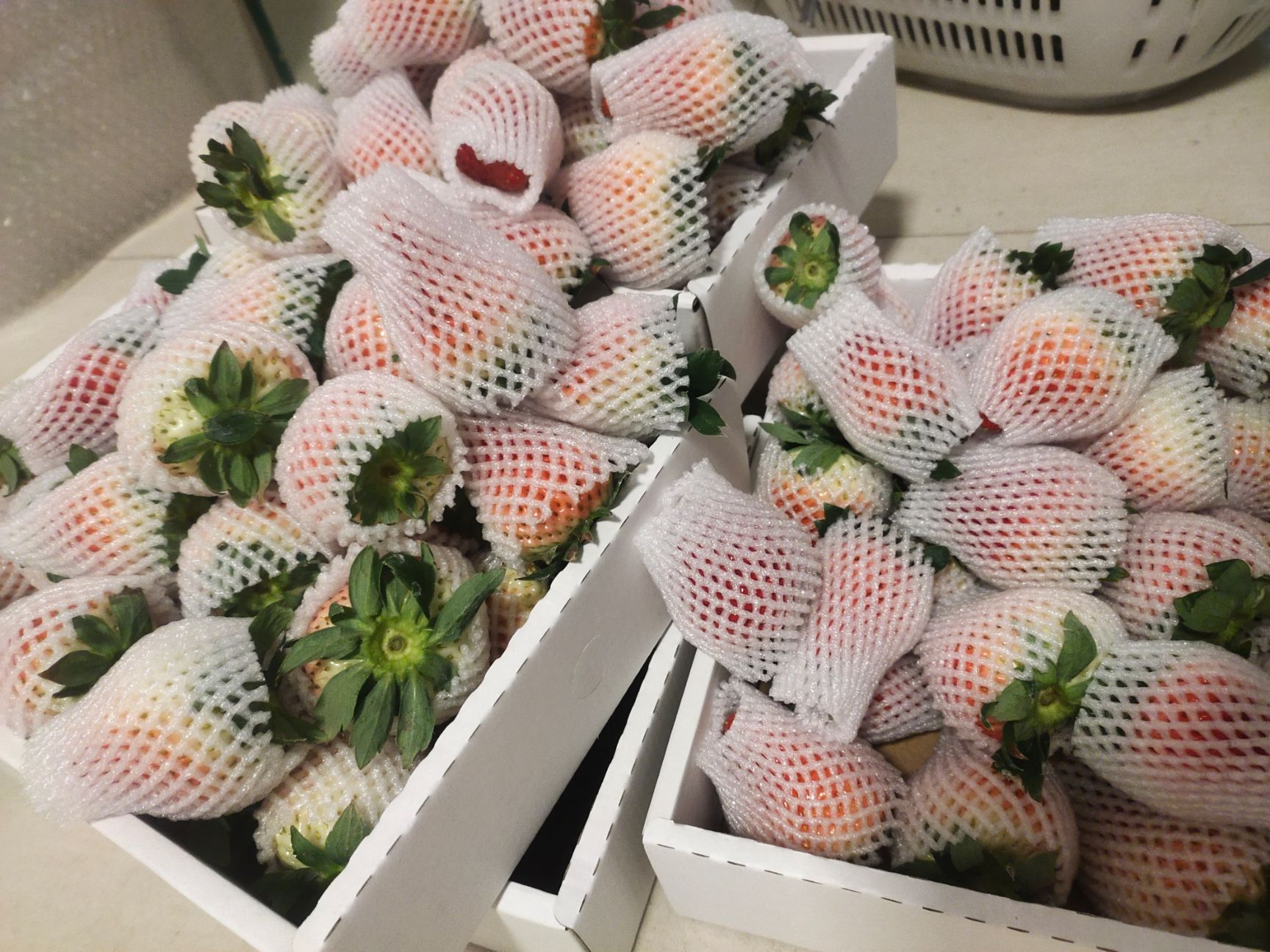 红颜草莓  周小弟红颜