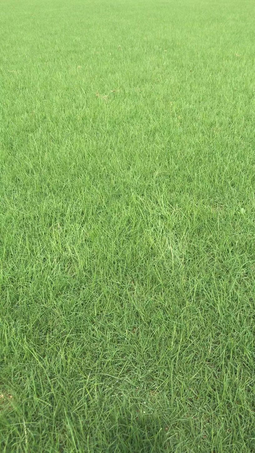 果岭草  、混播黑麦草、百慕大、中华结缕草，马尼拉，高羊茅