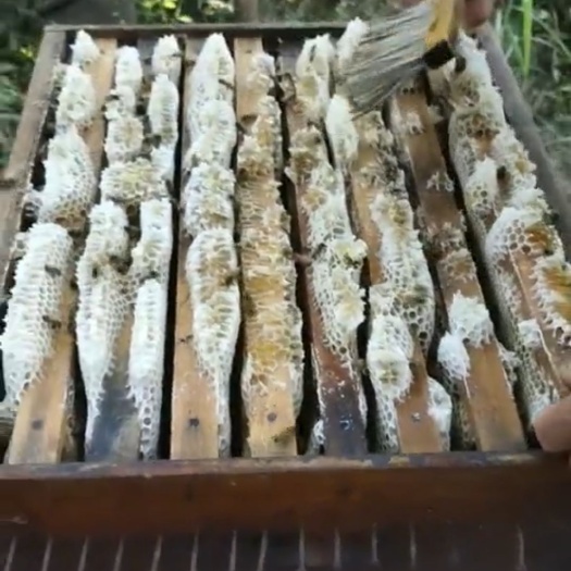 衡东县现有大量乌桕蜜，荆条蜜欢迎咨询购买