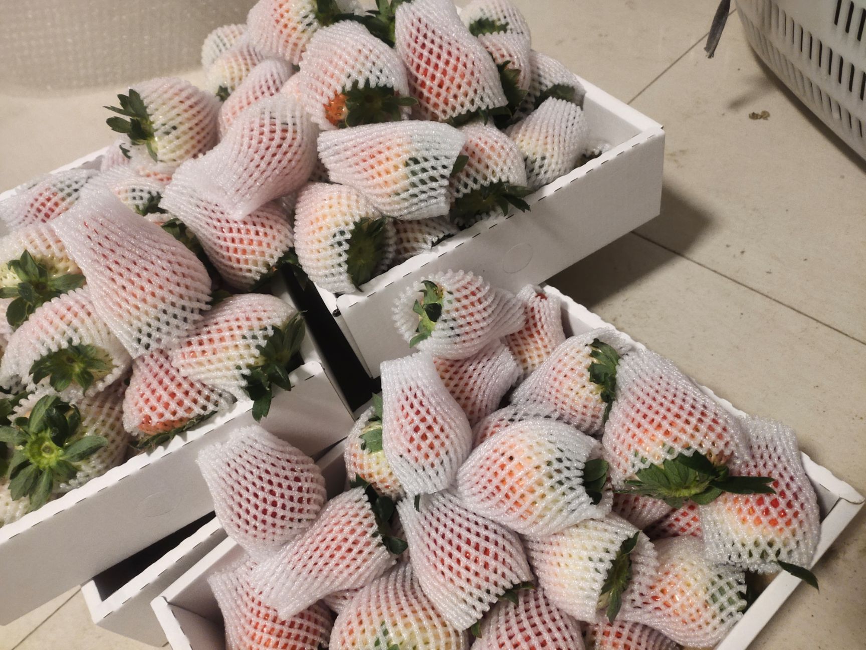 红颜草莓  周小弟红颜