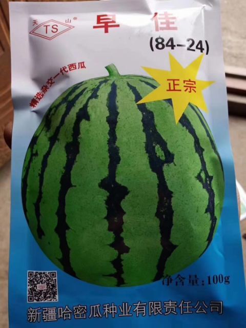 宿州天山8424  嫁接西瓜苗