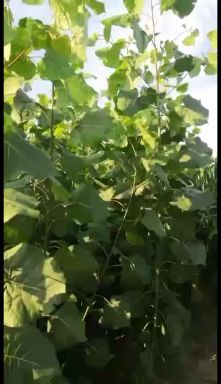 宁津县无絮杨  自己基地，当天起苗当天发货，有量有实力更专业。