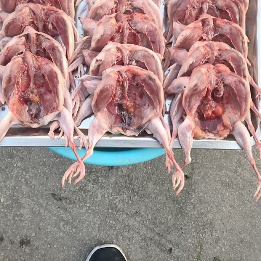 南宁黄羽鹌鹑 淘汰鹌鹌鸟