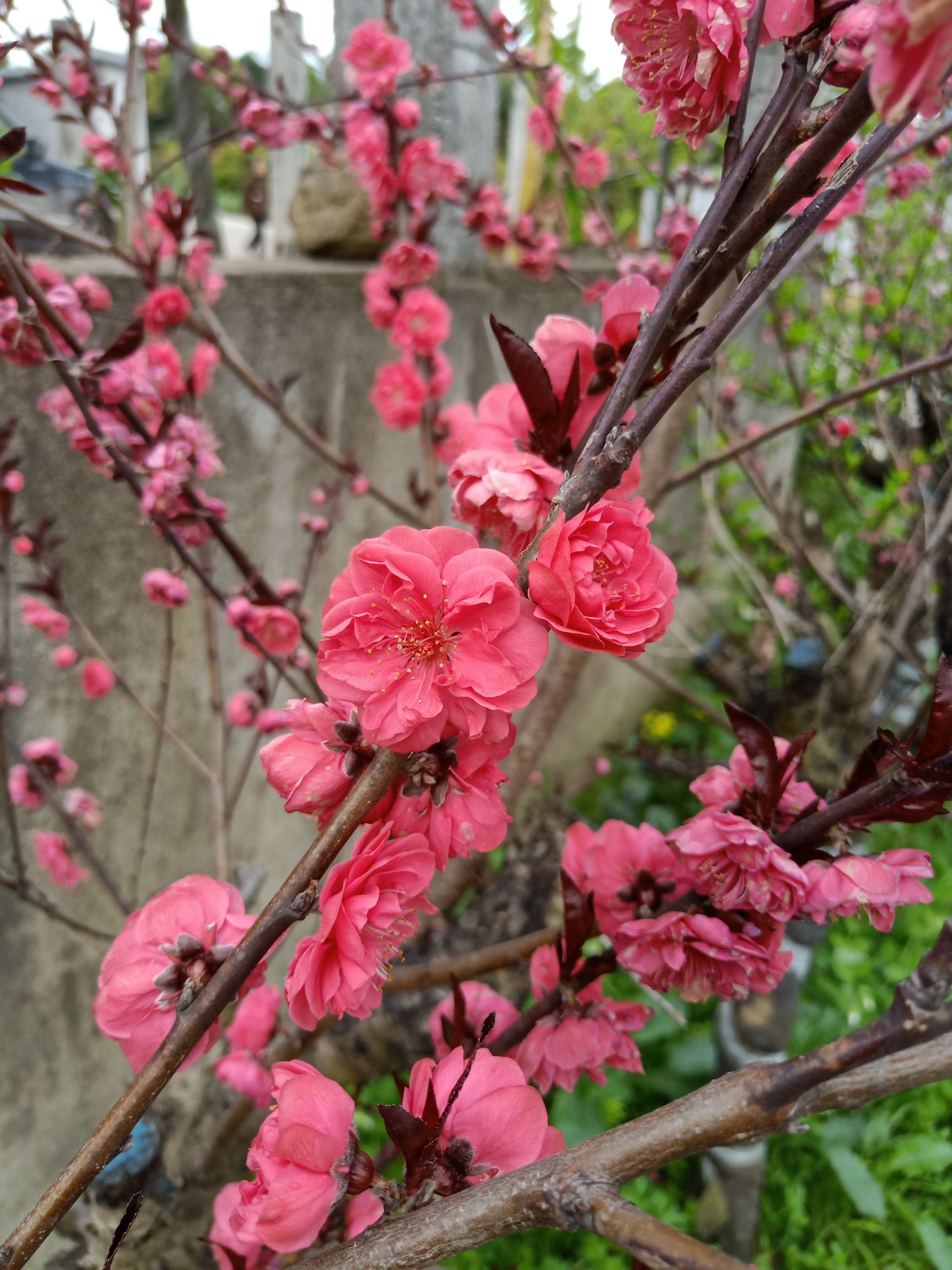 红梅梅花骨里红朱 砂梅3/4/5/6公分工程苗出售