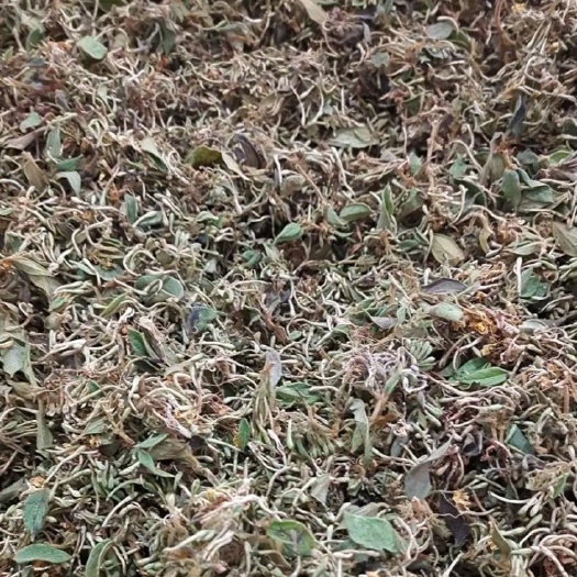 兴义市 大量供应山银花，米花