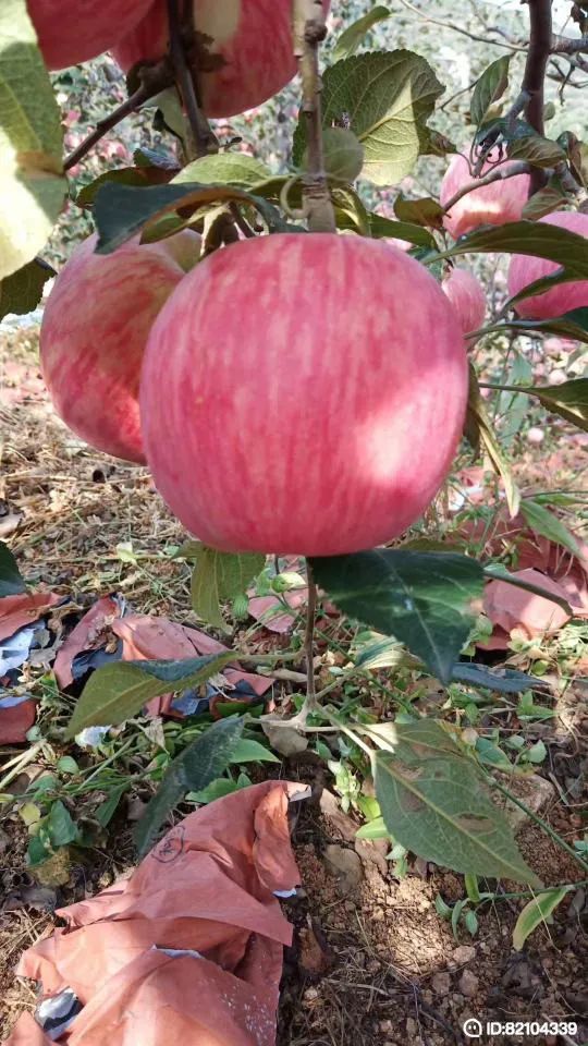  红富士苹果树苗，红富士苹果苗，基地直销，保证品种。