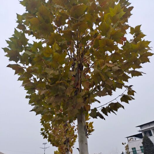 开封速生法桐 绿化树供应