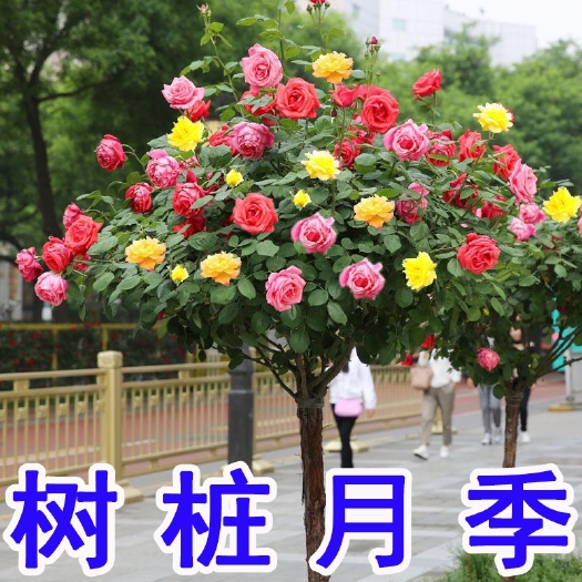 宁海县棒棒糖月季树状月季 甜蜜马车 金丝雀 果汁阳台 朱丽叶等月季