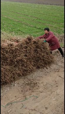 泰安桃树苗 帅时香桃苗，品种、质量，保证让你满意，现场看货，现场起苗。