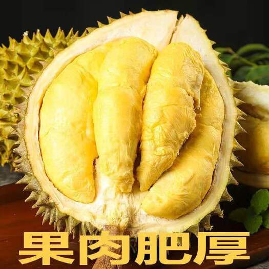 灵山县金枕榴莲苗 金枕头榴莲嫁接苗，一手货源 保证正品