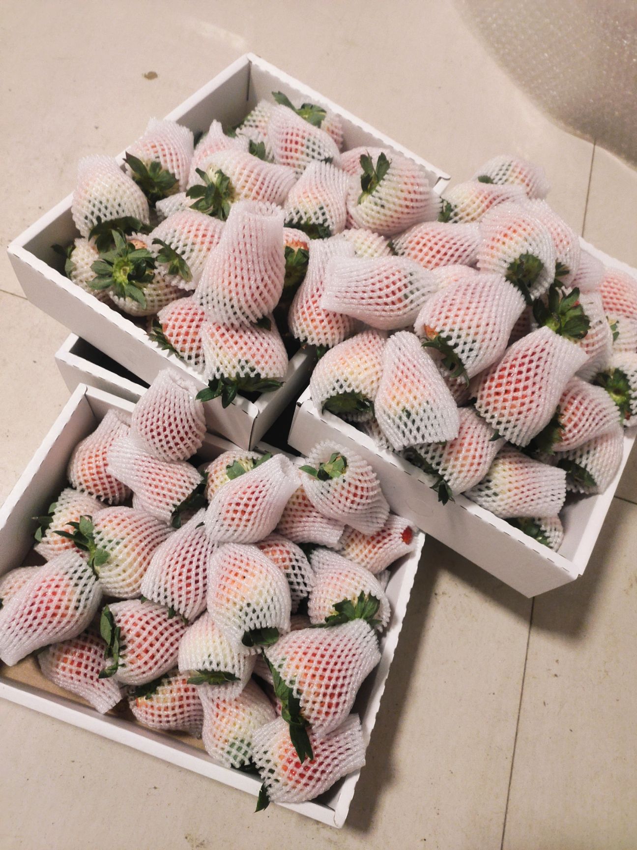 红颜草莓  周小弟红颜