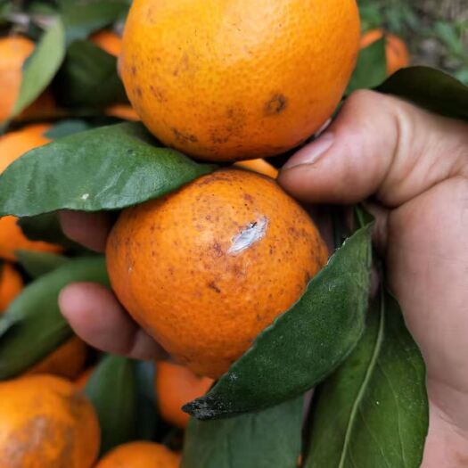石门县 石门蜜橘