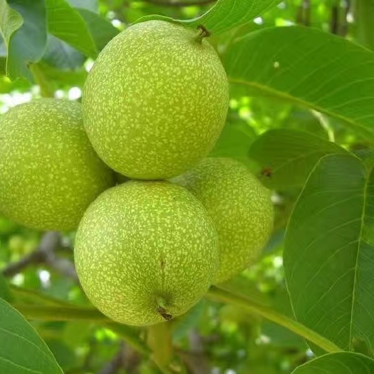 保定清香核桃 无漂洗，自然落果。绿色环保无公害。果仁饱满，口感特香。