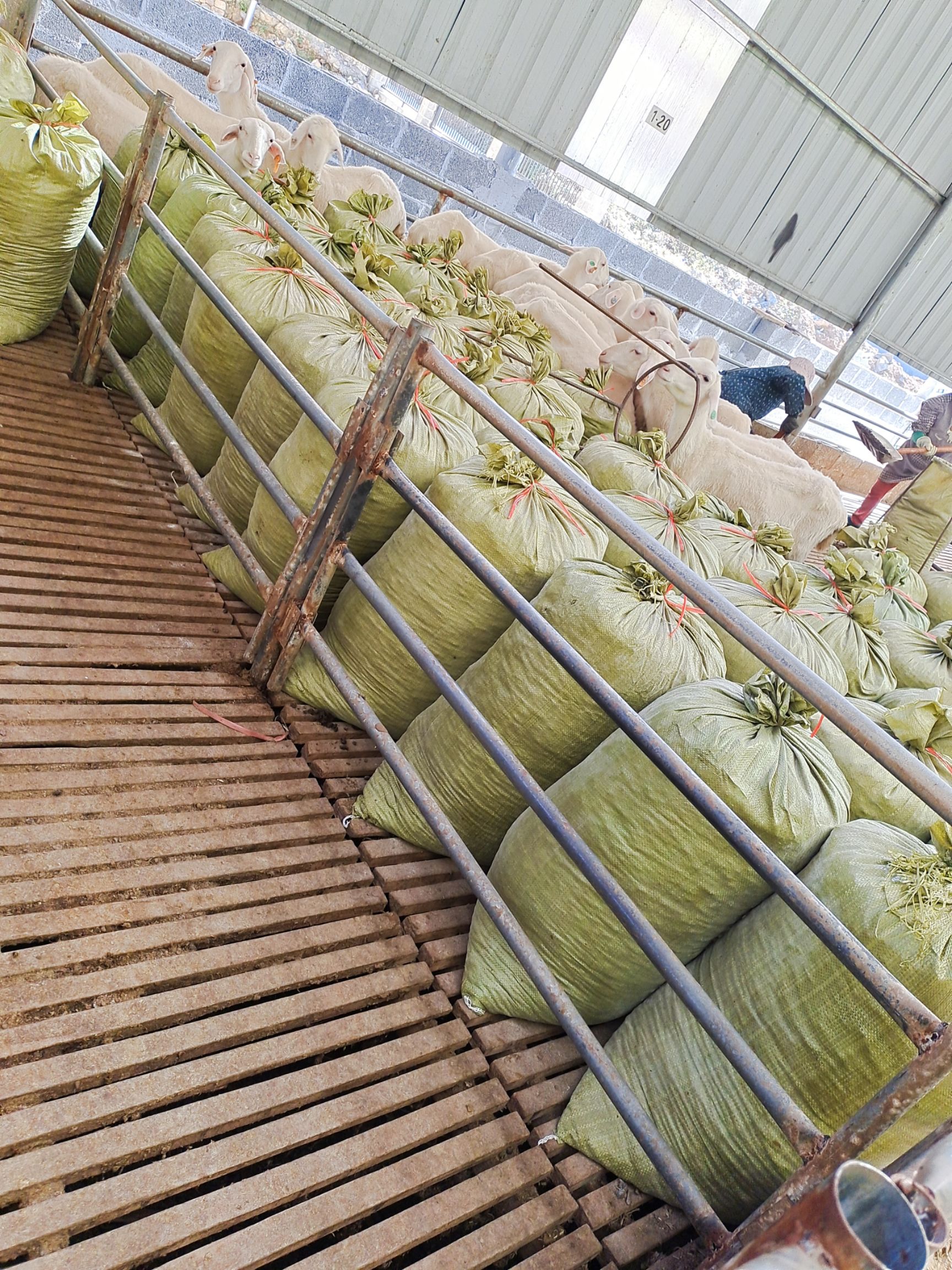  纯羊粪有机肥，温性不烧根的有机肥