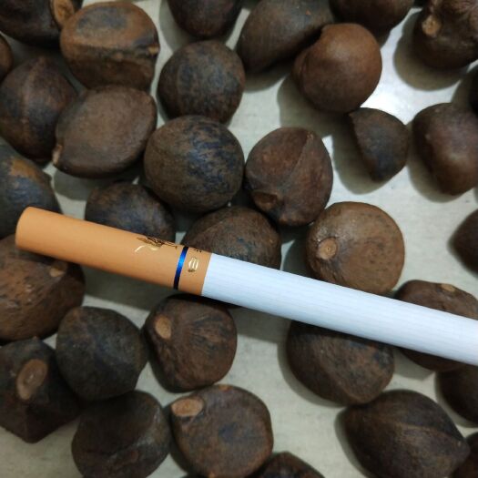 小茶籽，油茶籽，茶籽