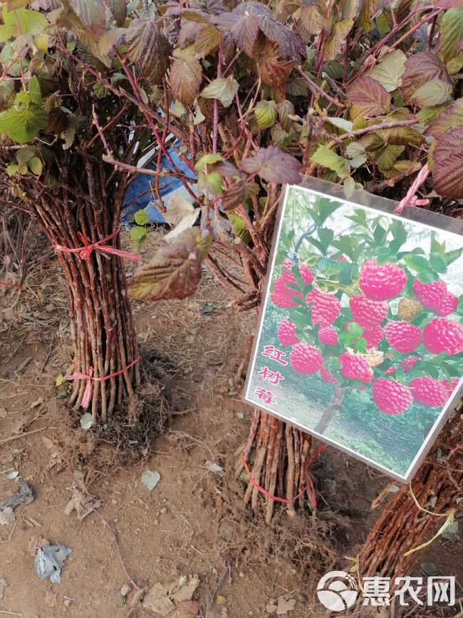 大红梅  基地树苗，保证品质假一赔十