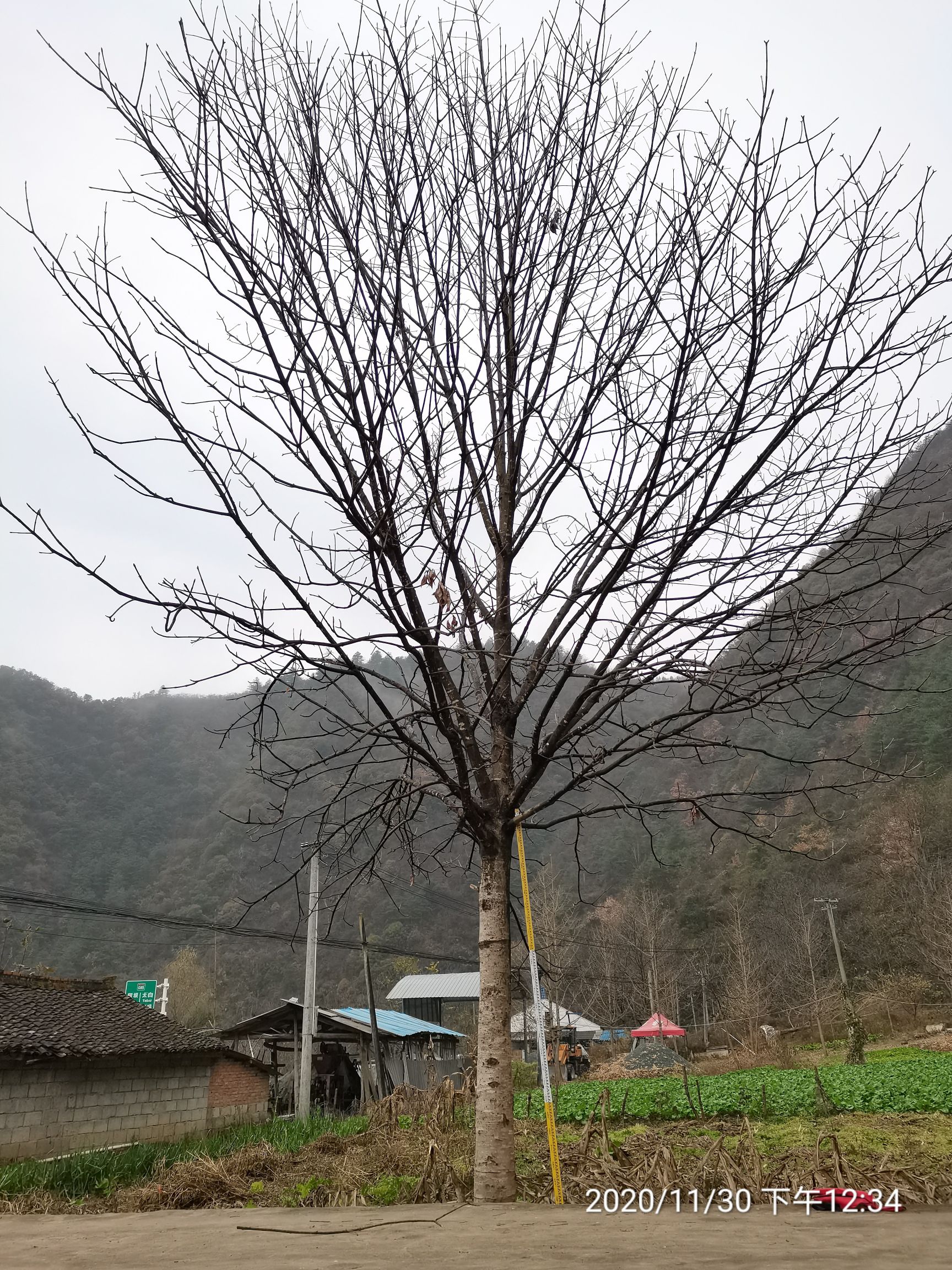 汉中25公分精品七叶树