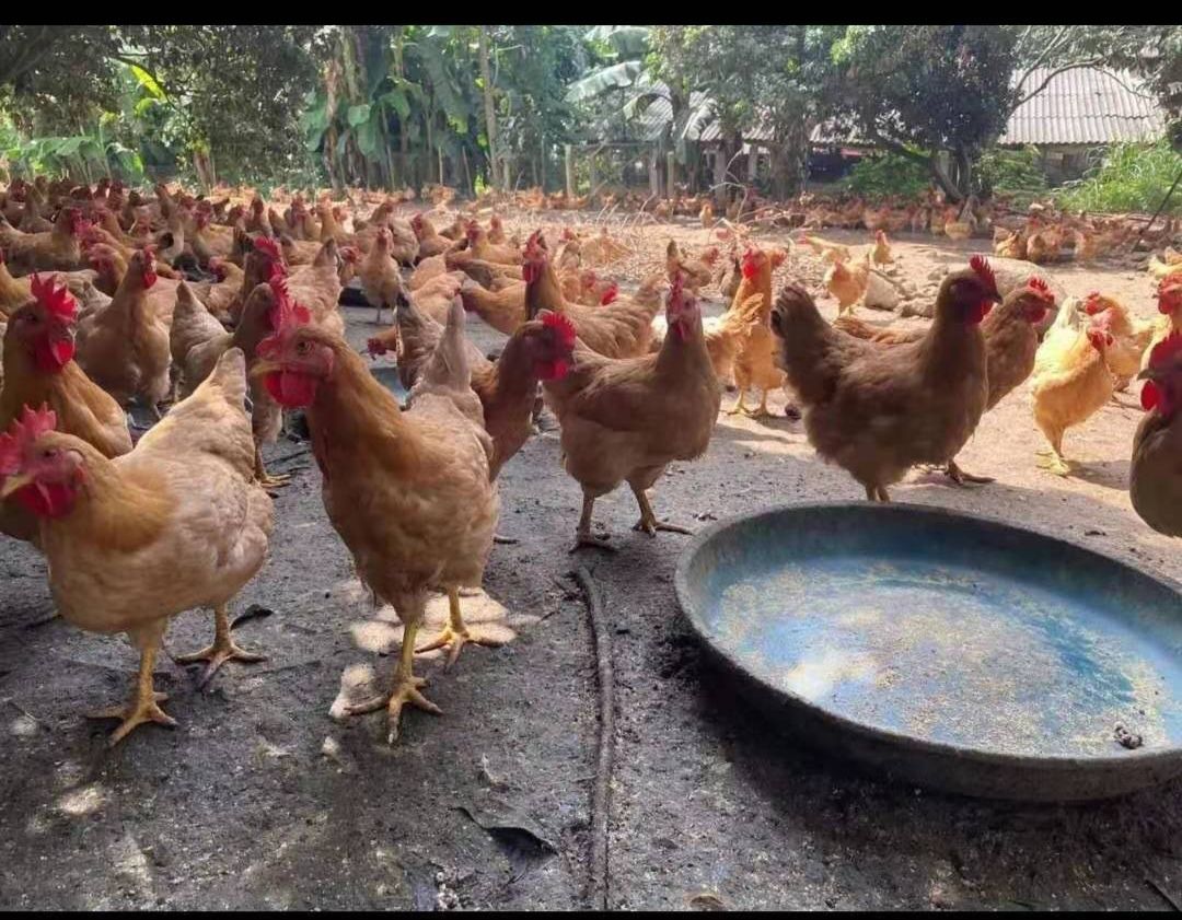 土二鸡 4-5斤 统货 