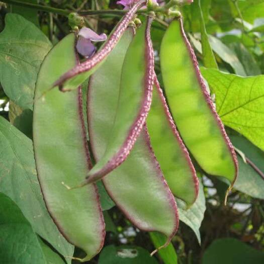 徐聞縣農(nóng)家自種新鮮蔬菜露天紫扁豆時(shí)令紅扁豆扁豆莢扁豆角豬耳朵眉豆