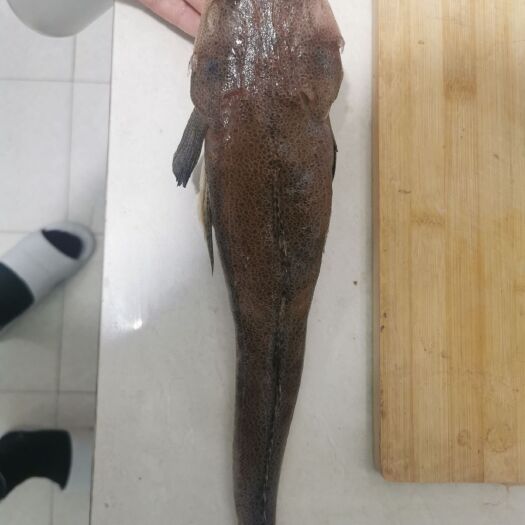 惠民县辫子鱼 