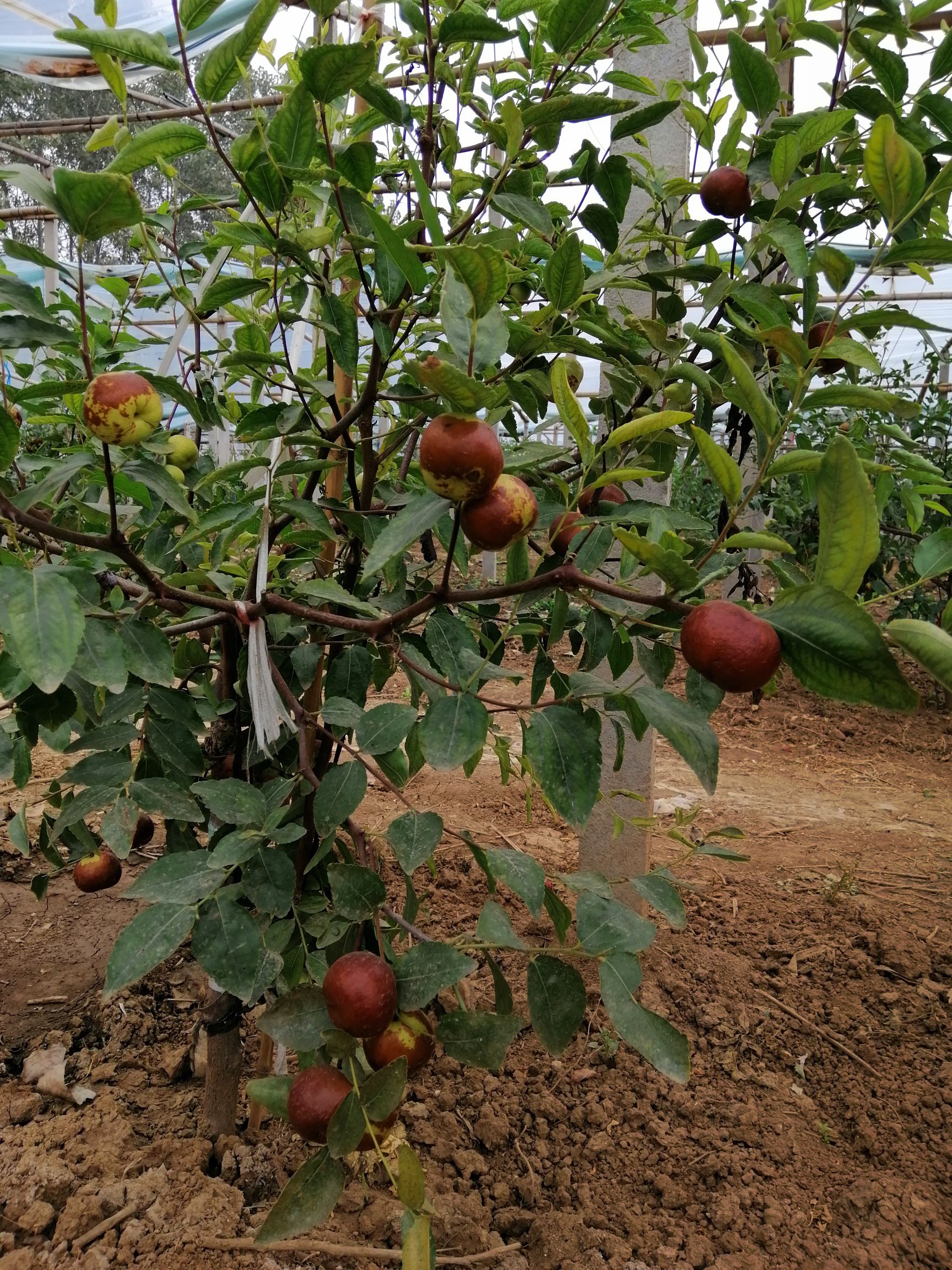 蟠枣树苗简介图片