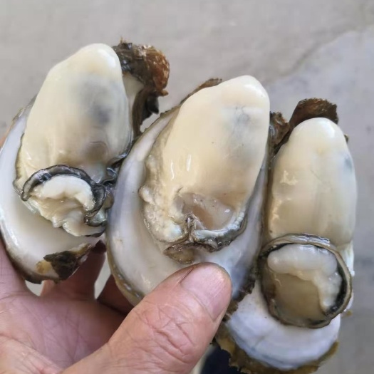遂溪县 湛江生蚝，肉鲜美，又肥又大只！