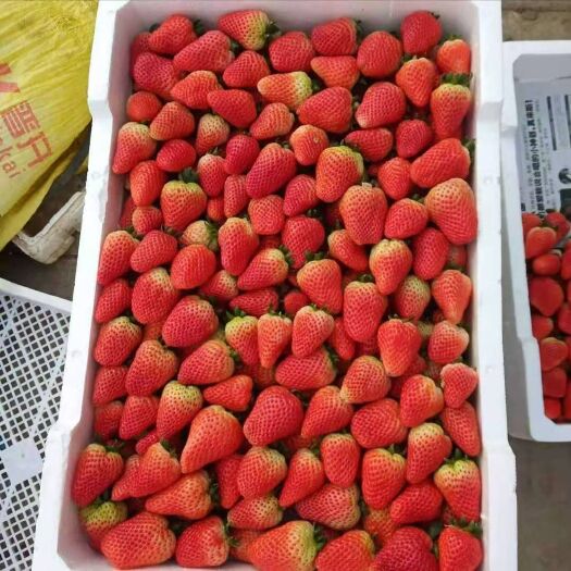 沭阳县红颜草莓  苏北草莓基地红颜品种