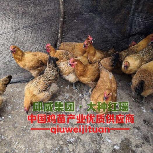 贵阳红瑶鸡苗 大种红瑶 包邮包路损包苗