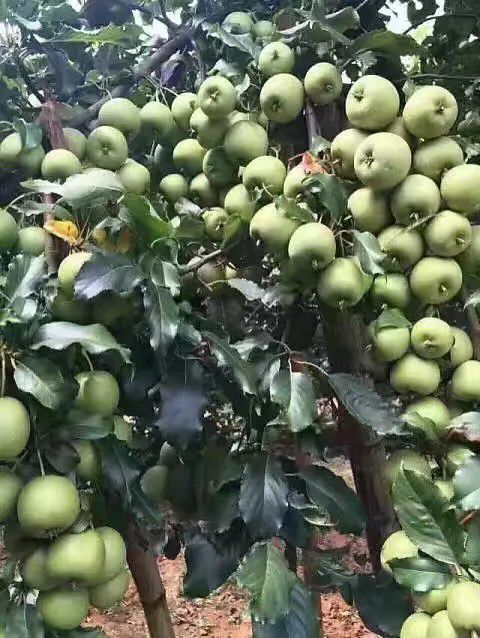 恭城县大果山楂 糖山楂，酸甜可口