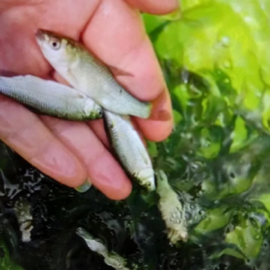 重庆市丁桂鱼苗