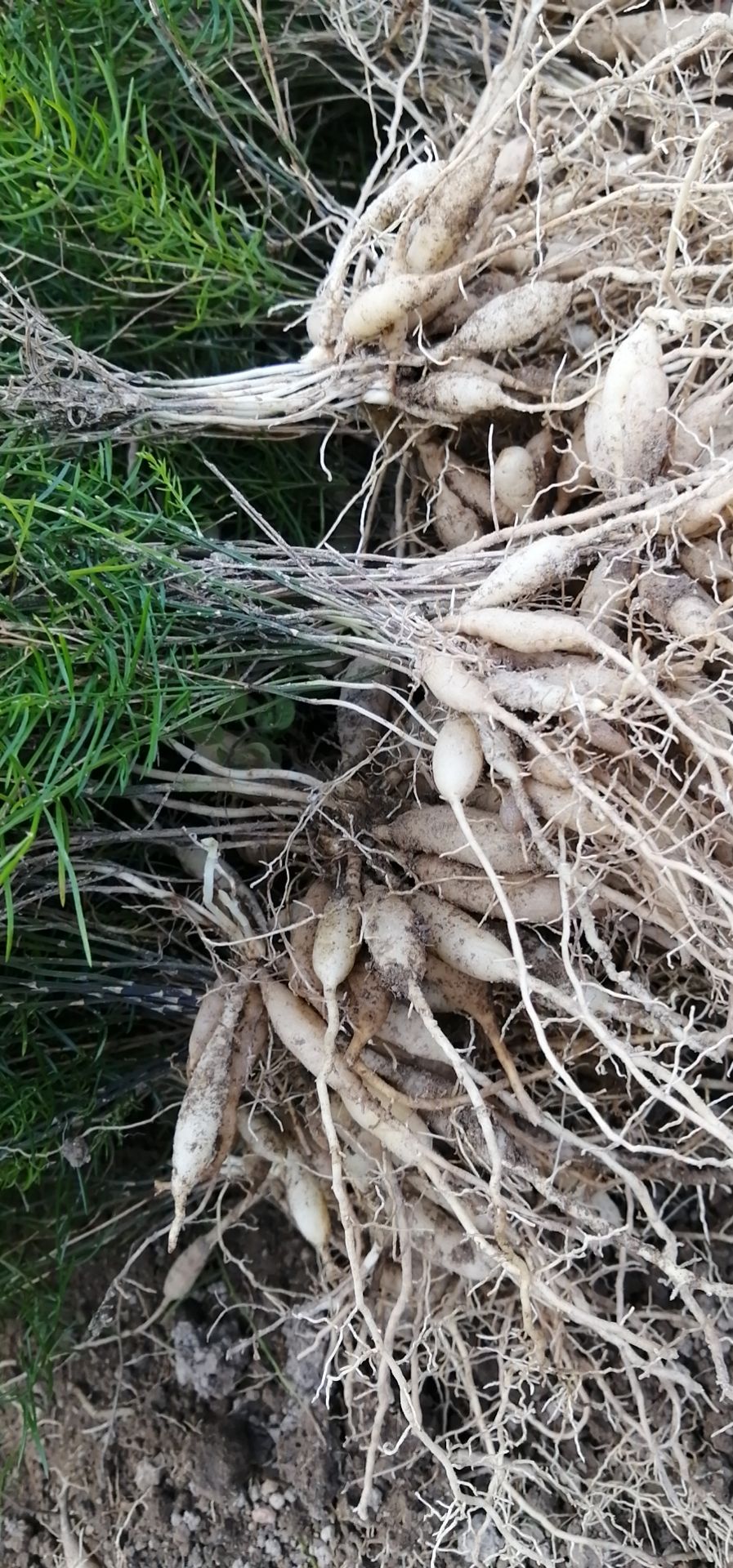  良种大天冬苗，30公分高左右，大量现货，4条薯至8条薯。