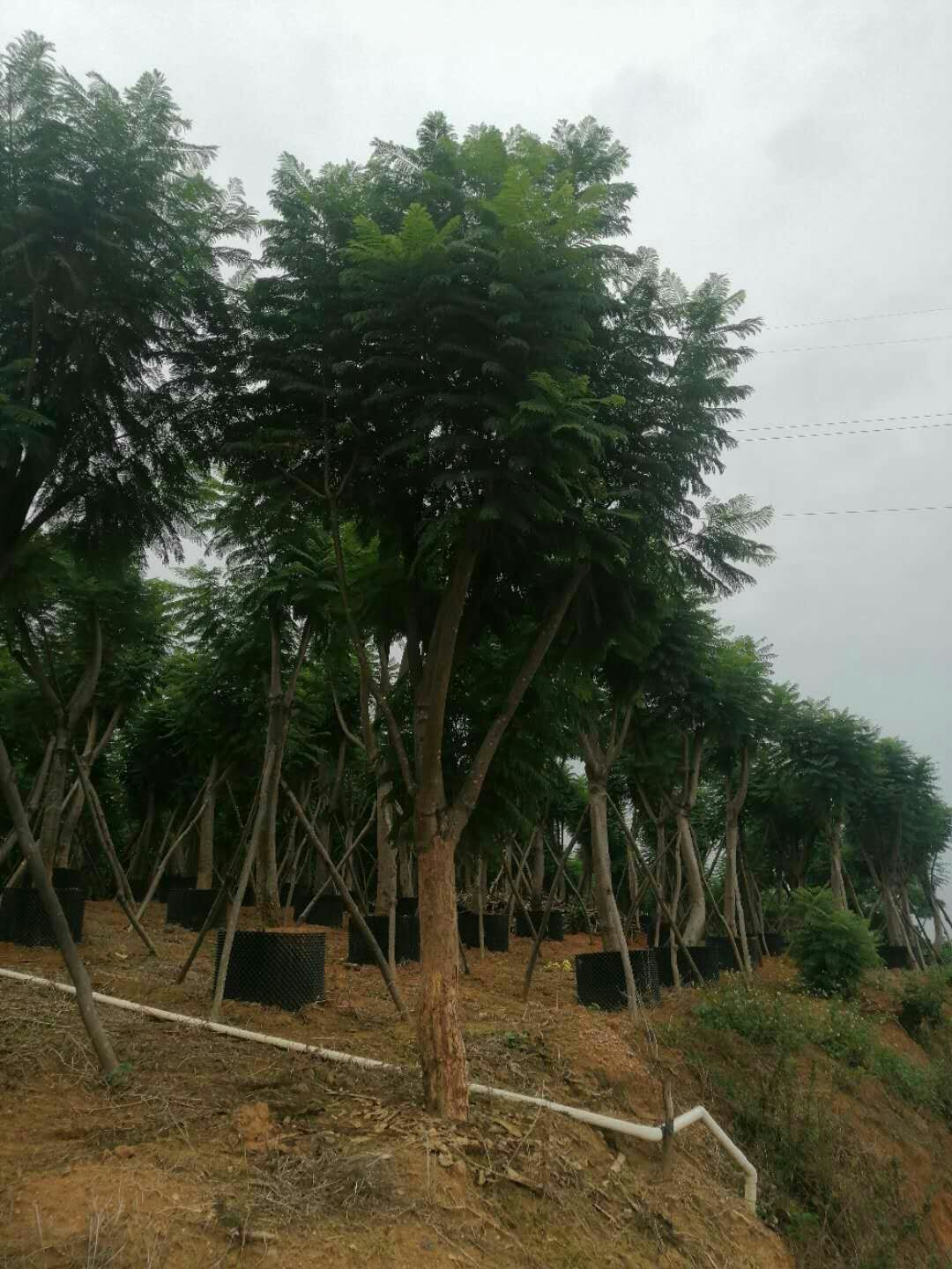 普通蓝花楹  无虫害，无烂皮质量有保证