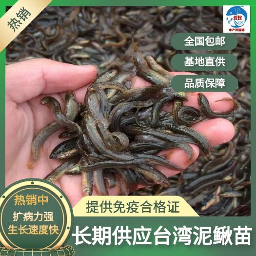 长期供应泥鳅苗，泥鳅水花苗