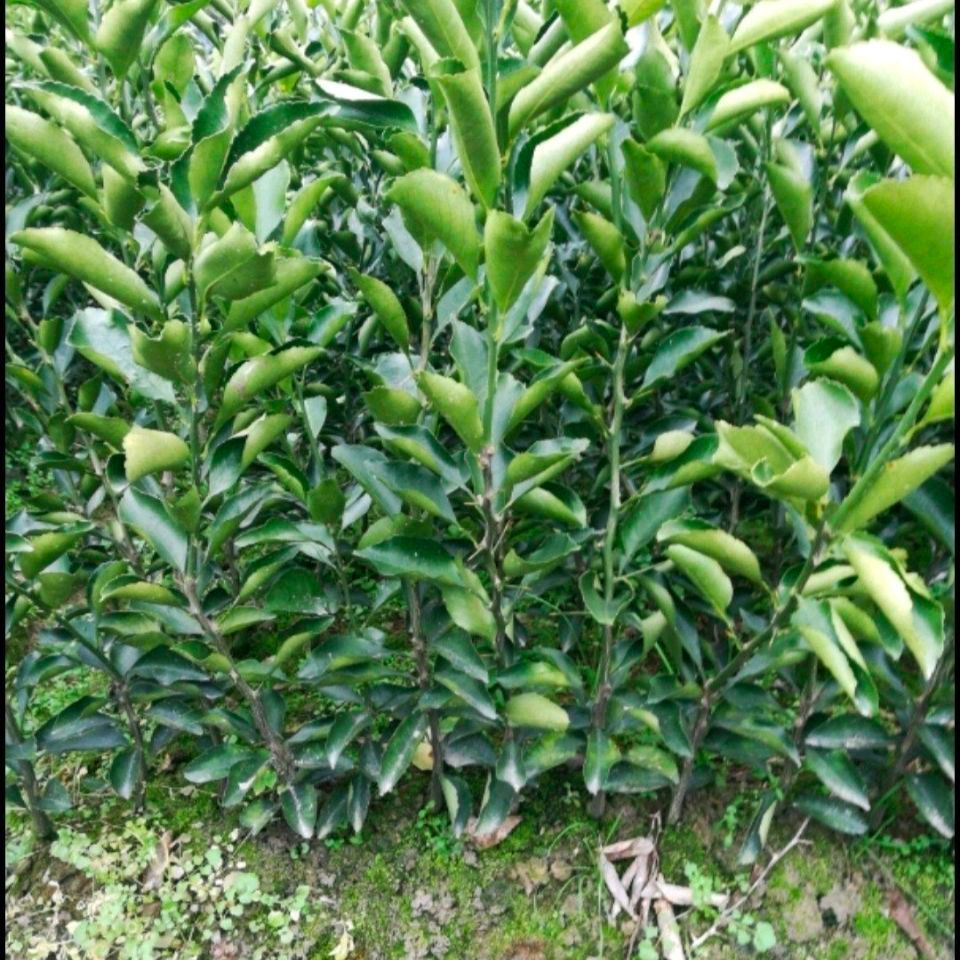 2年苗 黄金贡柚苗 特色果木 味道好