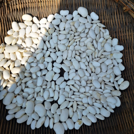 威宁县白芸豆 