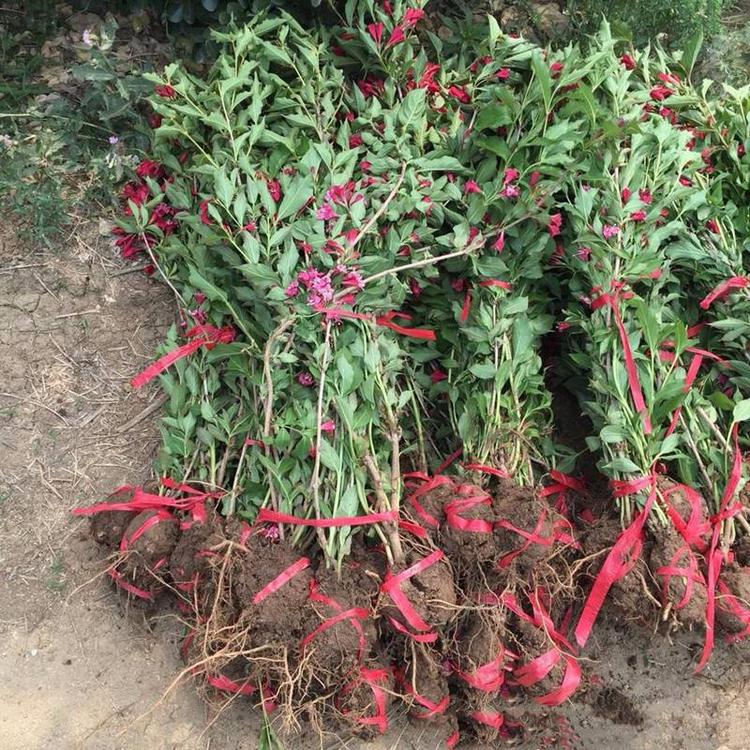  当年开花红王子锦带花苗庭院绿植绿篱植物盆栽花卉耐寒绿化工程苗