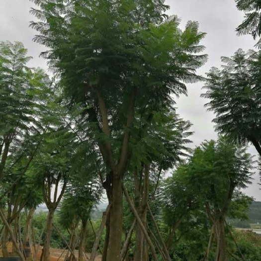 扶绥县普通蓝花楹  无虫害，无烂皮质量有保证