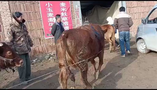 牛，肉牛，架子牛，子母对。