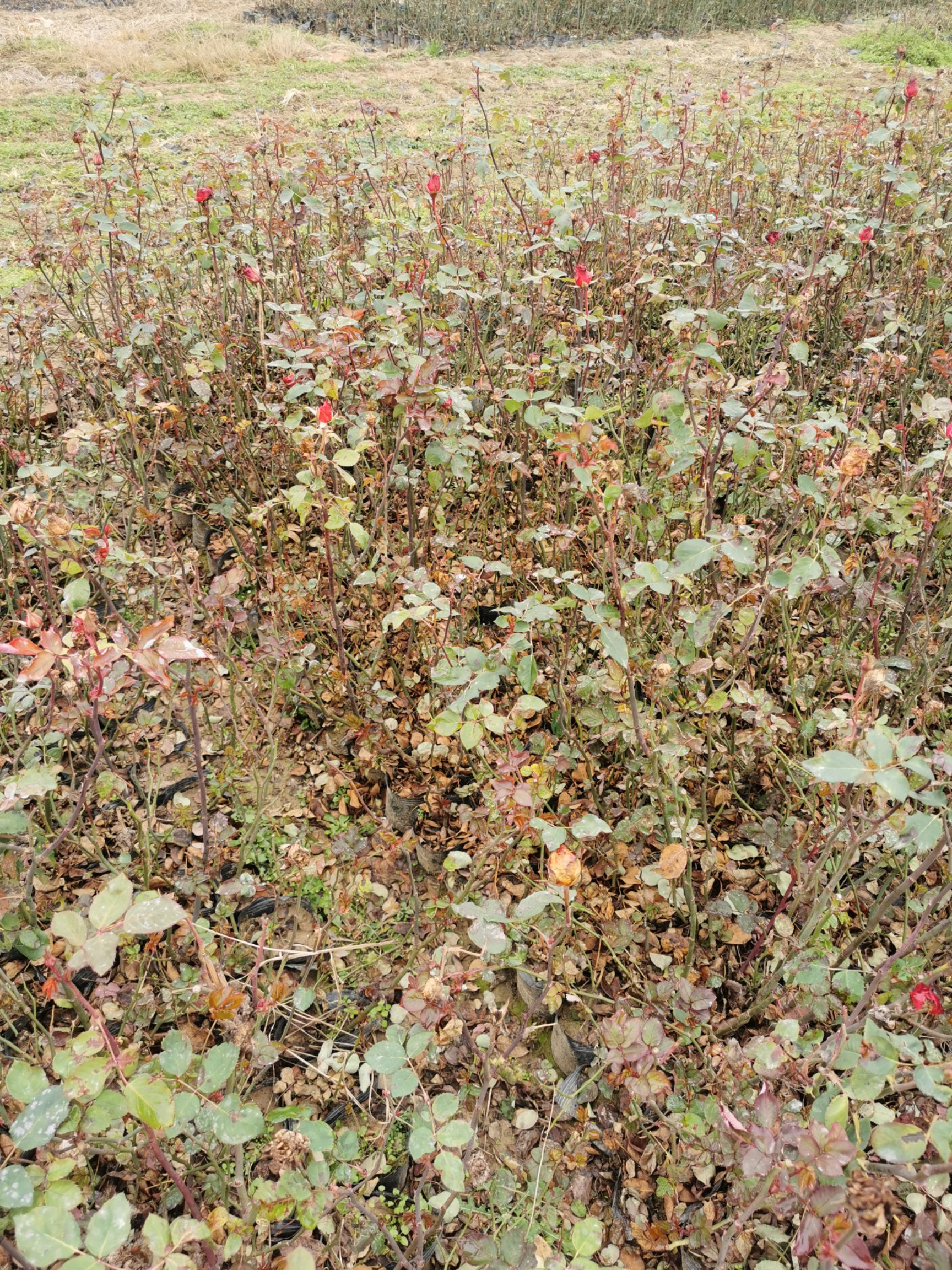 大花月季月季豐花月季基地自產自銷質優(yōu)價廉