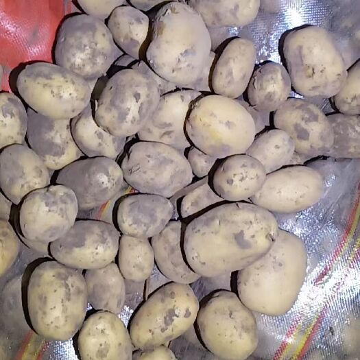 沽源县V7土豆  优品 精品 各种品种都有