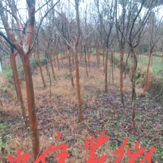 成都红花紫薇 大红紫薇树