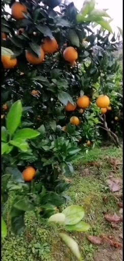黄平县 赣南脐橙果大甜中带微酸